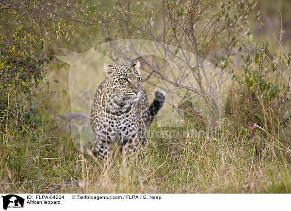 African leopard / FLPA-04224