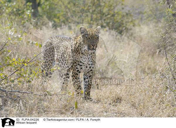 Afrikanischer Leopard / African leopard / FLPA-04226