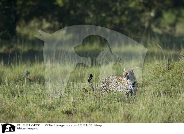 African leopard / FLPA-04231