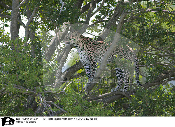 African leopard / FLPA-04234
