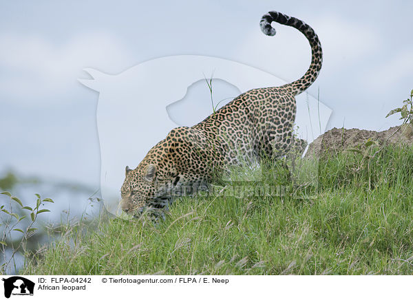 Afrikanischer Leopard / African leopard / FLPA-04242