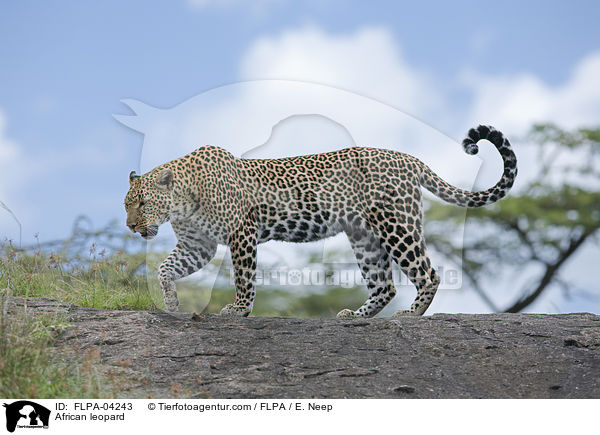African leopard / FLPA-04243