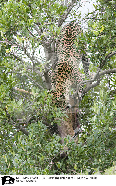 African leopard / FLPA-04245