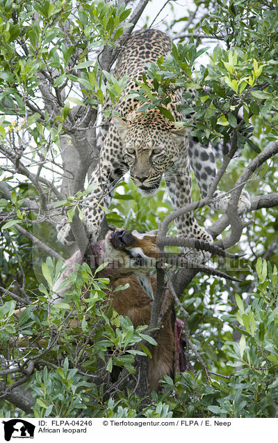 African leopard / FLPA-04246