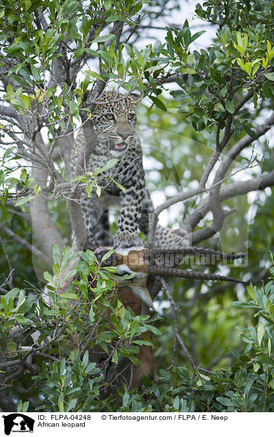 African leopard / FLPA-04248