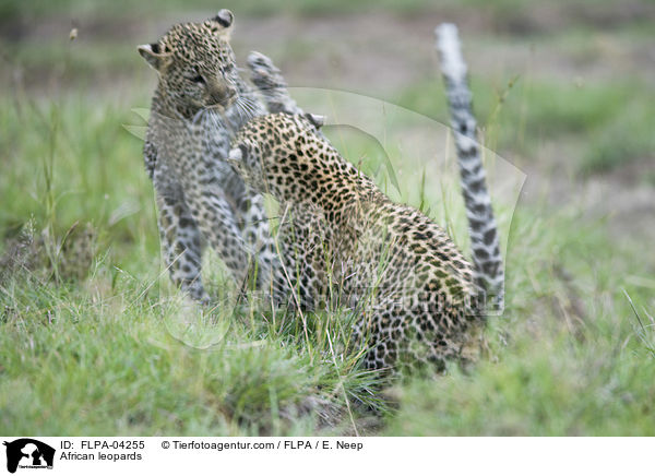 Afrikanische Leoparden / African leopards / FLPA-04255