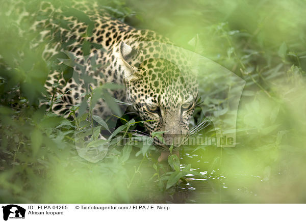 Afrikanischer Leopard / African leopard / FLPA-04265