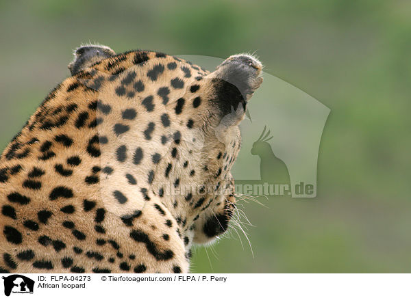 African leopard / FLPA-04273
