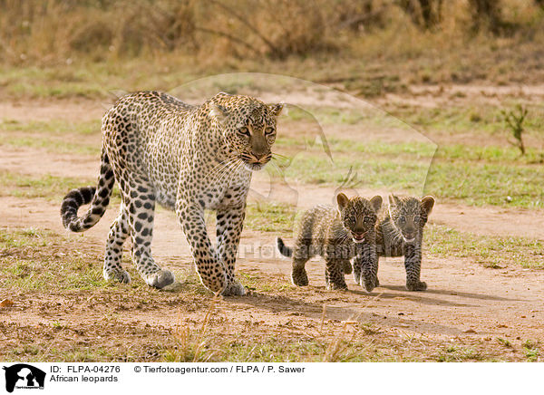 African leopards / FLPA-04276