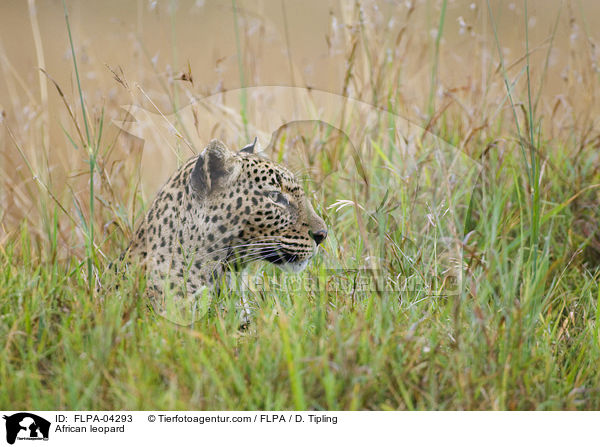 Afrikanischer Leopard / African leopard / FLPA-04293