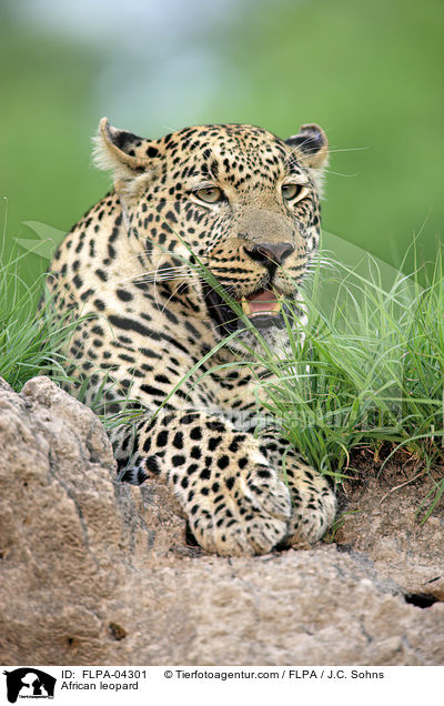 African leopard / FLPA-04301