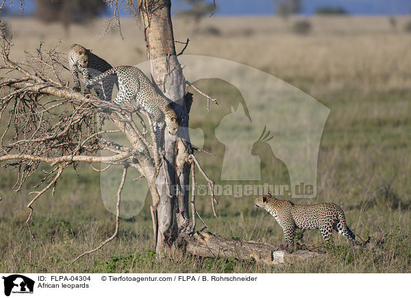 African leopards / FLPA-04304