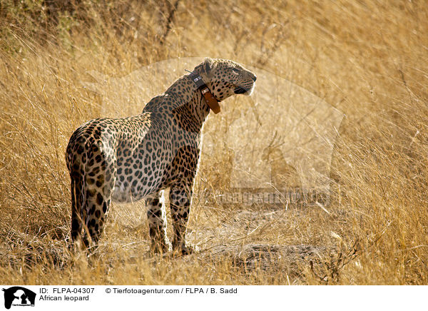 African leopard / FLPA-04307