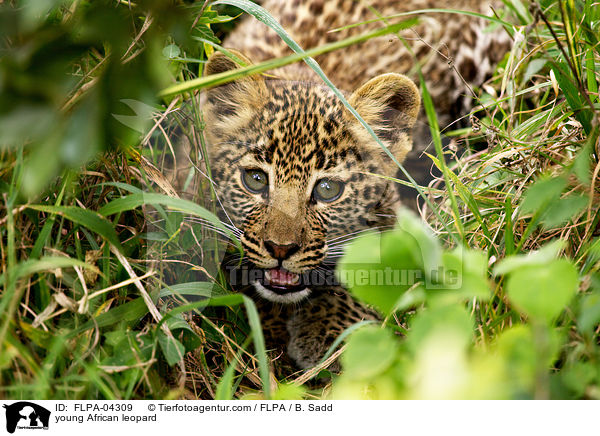 young African leopard / FLPA-04309