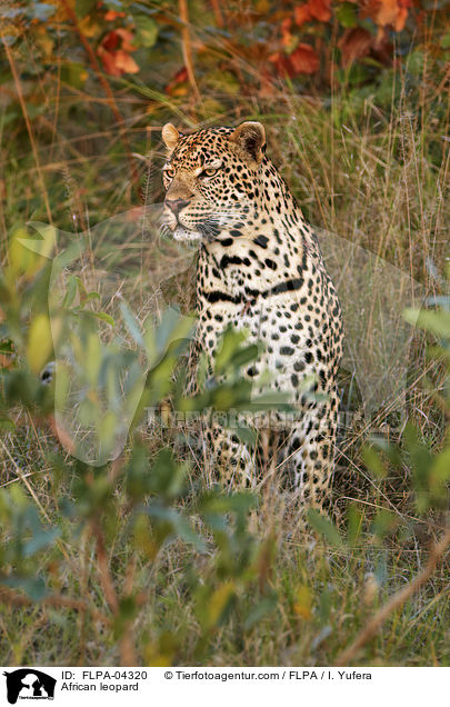 African leopard / FLPA-04320