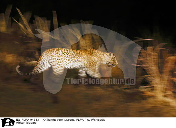 Afrikanischer Leopard / African leopard / FLPA-04333