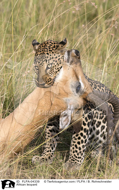 African leopard / FLPA-04339