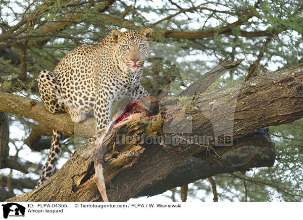 Afrikanischer Leopard / African leopard / FLPA-04355