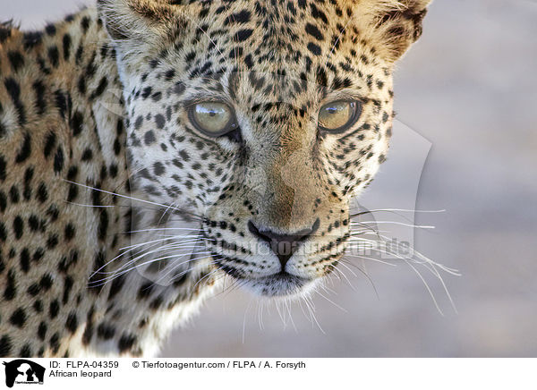Afrikanischer Leopard / African leopard / FLPA-04359