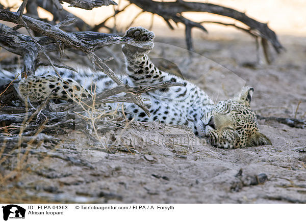 Afrikanischer Leopard / African leopard / FLPA-04363