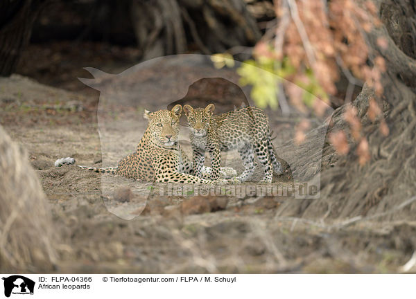 African leopards / FLPA-04366