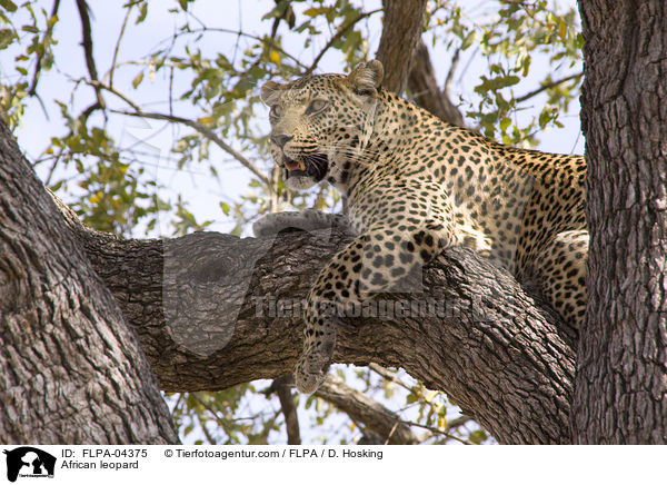 African leopard / FLPA-04375