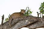 African leopard