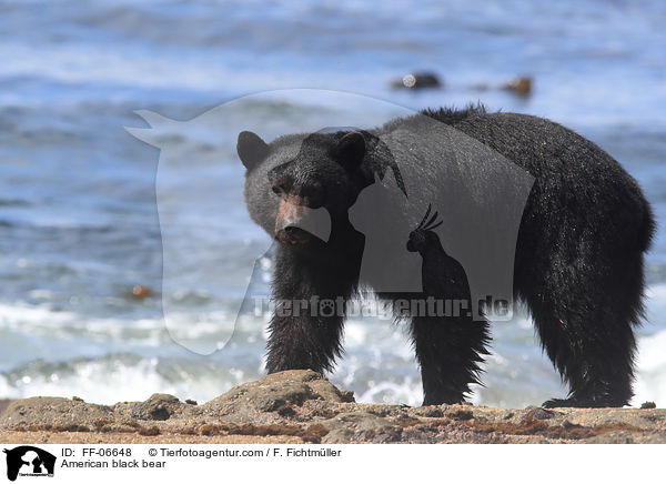 American black bear / FF-06648