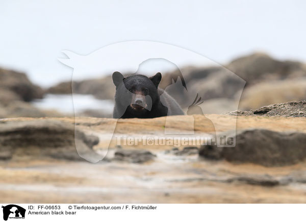 American black bear / FF-06653