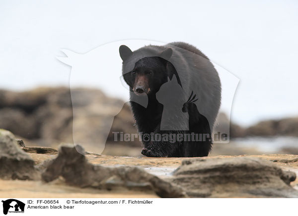American black bear / FF-06654