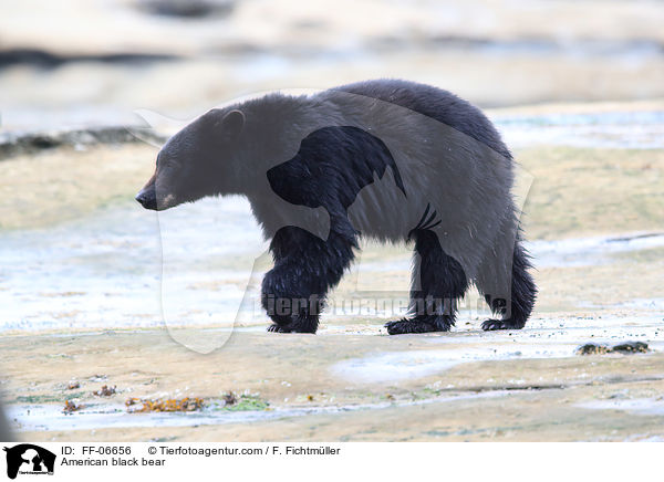American black bear / FF-06656
