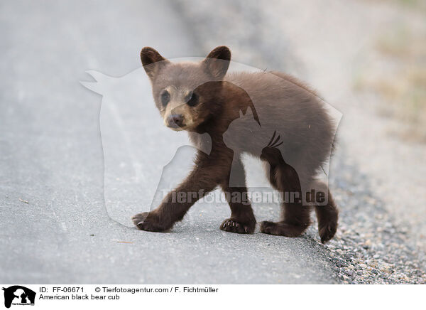 American black bear cub / FF-06671