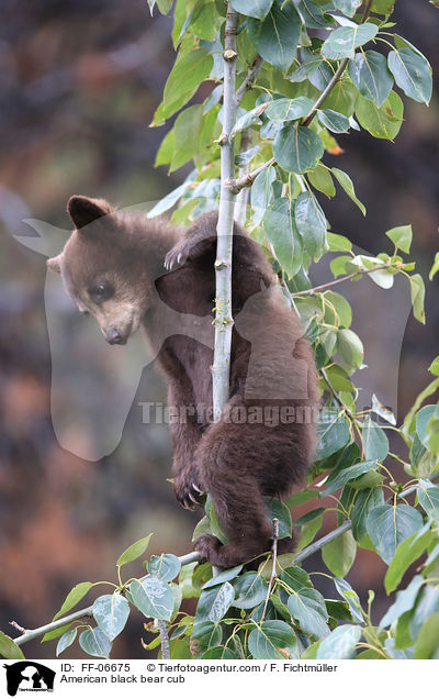 American black bear cub / FF-06675