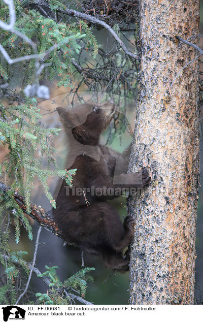 American black bear cub / FF-06681