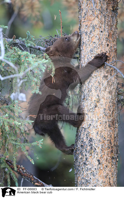 American black bear cub / FF-06683