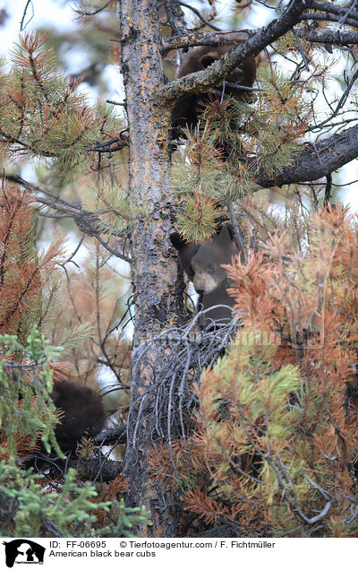 American black bear cubs / FF-06695