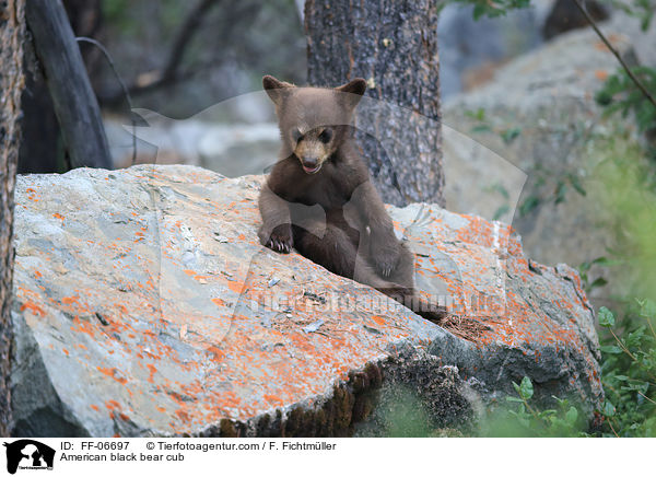 American black bear cub / FF-06697