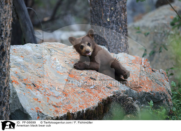 American black bear cub / FF-06699