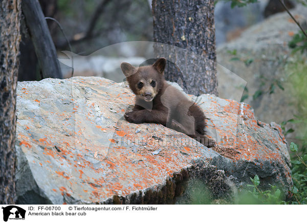American black bear cub / FF-06700