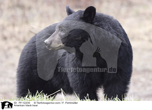 American black bear / FF-12230