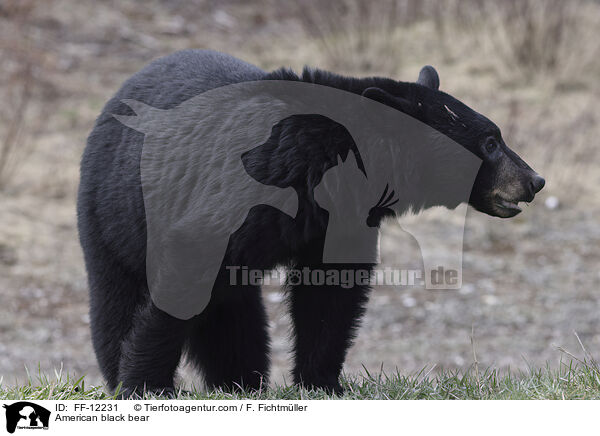 Amerikanischer Schwarzbr / American black bear / FF-12231