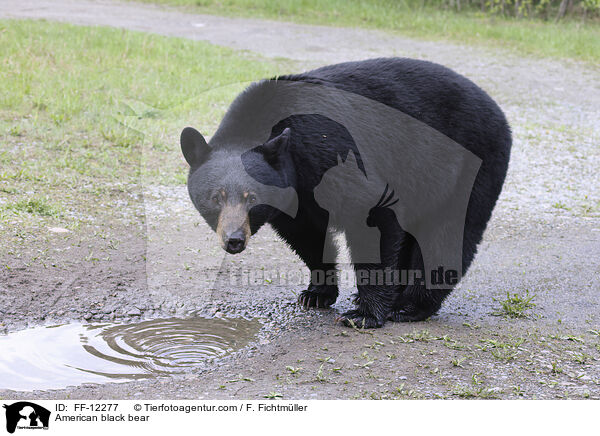 Amerikanischer Schwarzbr / American black bear / FF-12277