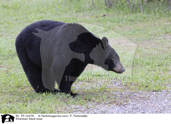 Amerikanischer Schwarzbr / American black bear / FF-12278