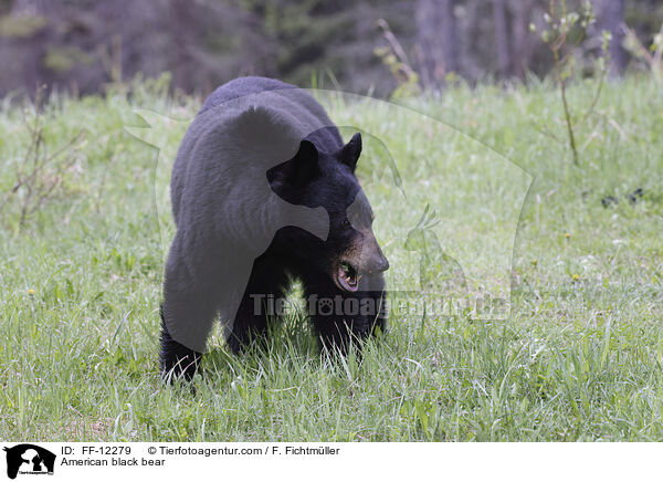 Amerikanischer Schwarzbr / American black bear / FF-12279