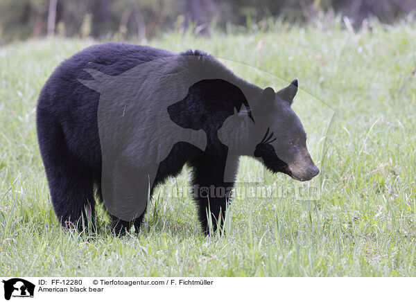 Amerikanischer Schwarzbr / American black bear / FF-12280