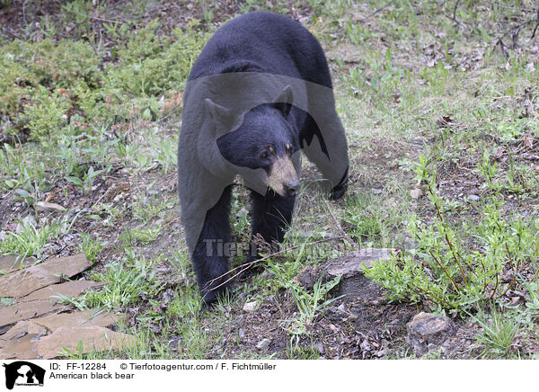 American black bear / FF-12284