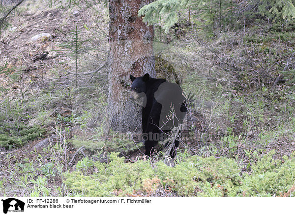 American black bear / FF-12286