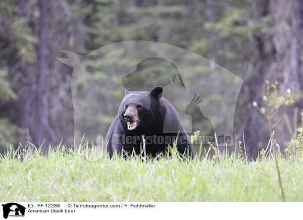 Amerikanischer Schwarzbr / American black bear / FF-12288