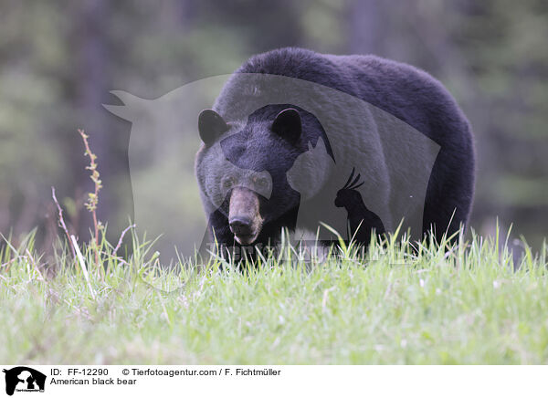 Amerikanischer Schwarzbr / American black bear / FF-12290
