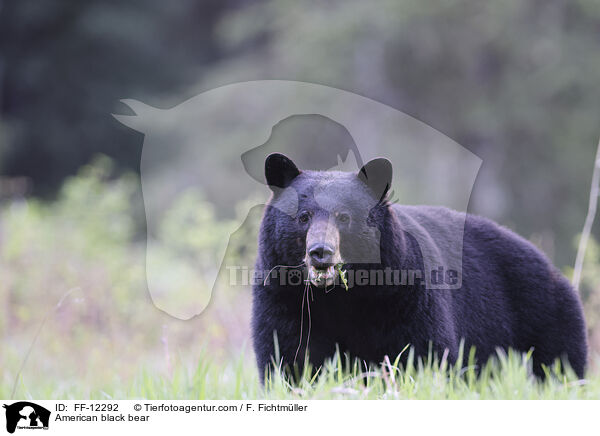 Amerikanischer Schwarzbr / American black bear / FF-12292